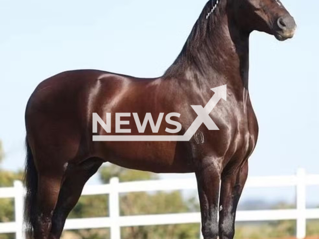 Picture shows horse Quantum de Alcateia, undated. It died in Atalaia, Alagoas, from suspected food poisoning. Note: Private photo. (Luciano Conceicao/Newsflash/NX)