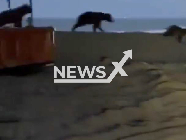 This image is a screen grab of the video supplied titled NewsX-BearParty-01.mp4: Footage shows man chasing mob of bears off beach back into forest in Kamchatka, Russia on Sunday, July 27, 2025.(Clipzilla/NX)