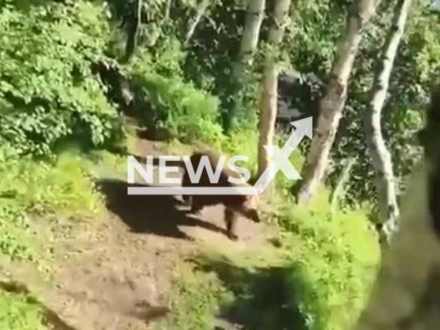 A man waits calmly climbed on a tree while a large bear family walking near him in the forest in Kamchatka, Russia, undated. Footage published on VKontakte on Thursday, July 24, 2025. Note: Photo is a screenshot from a video(Newsflash/NX)