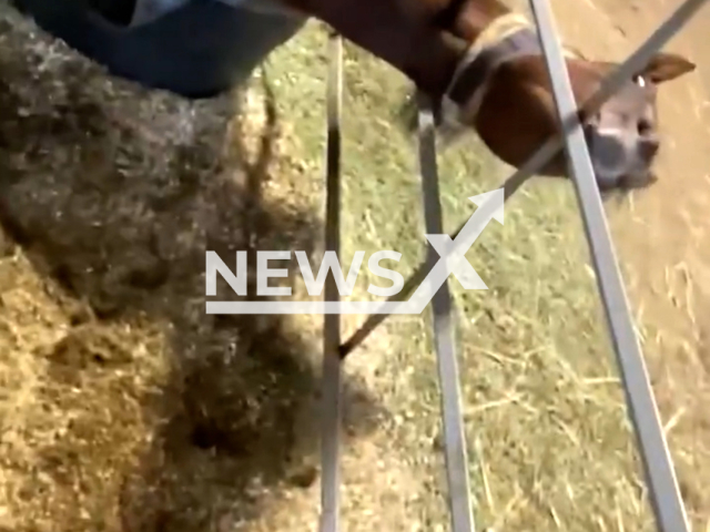 Horse gets stuck sideways inside horse pen at the beginning of April 2022, Saskatchewan, Canada. Note: This picture is a screenshot from the video (@sydneykmrsteadman/Newsflash).