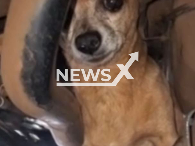 Mechanics find Xuxa, a Brazilian terrier-chihuahua mix hidden in the engine of her owner's car at a dealership in Campo Grande, Brazil, July 28, 2025. She travelled over 300km. Note: Photo is a screenshot from a video(Adriano Carneiro/Newsflash/NX)