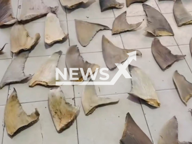 This image is a screen grab of the video supplied titled NewsX-SherFins-01.mp4: Footage shows authorities seizing a suspicious package containing nearly 100 shark fins en route from La Guajira to Tumaco, Narino, Colombia on Tuesday, July 29, 2025.(Clipzilla/NX)