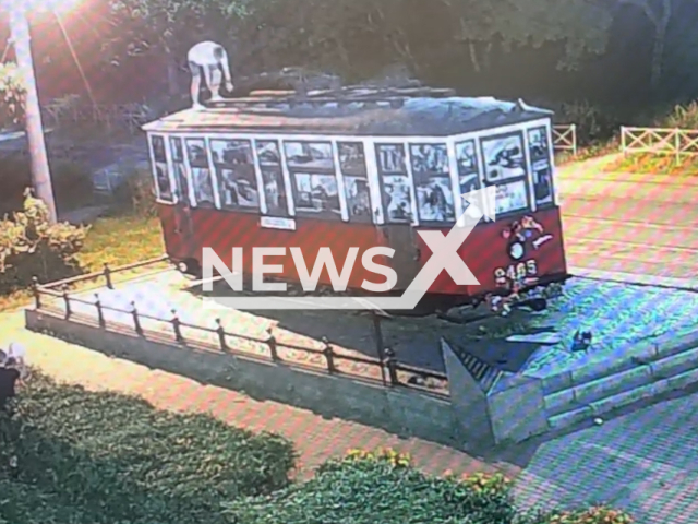 This image is a screen grab of the video supplied titled NewsX-VandalKarma-01.mp4: Vandal falls on head after damaging the from the "Blockade Tram" in Saint Petersburg, Russia on Monday, July 28, 2025.
 (Clipzilla/NX)