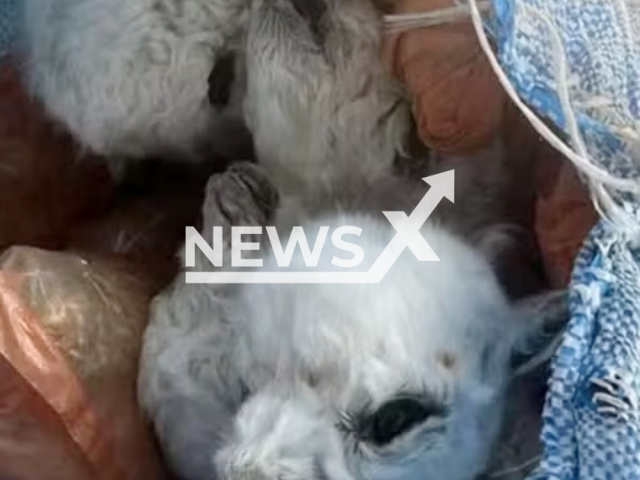 Picture shows llama fetuses seized in Corumba, Brazil,undated. They are said to pose a health risk. Note: Private photo. (Federal Revenue/Newsflash/NX)