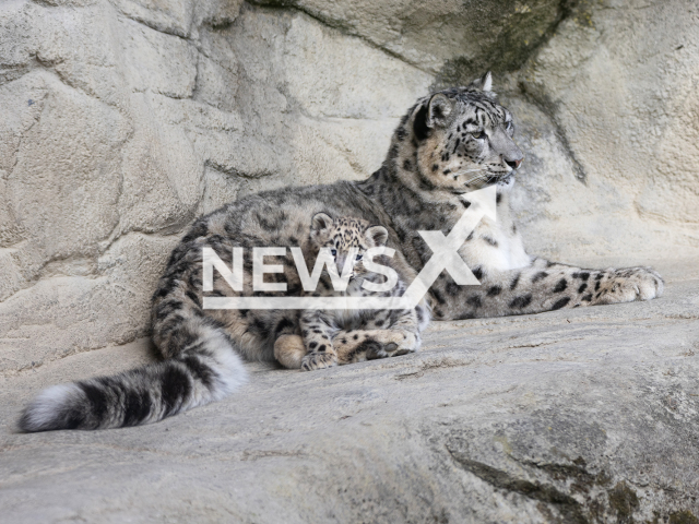 Picture shows the snow leopards born at the Zurich Zoo, Switzerland, undated. They were born on May, 09, 2025. Note: Licensed photo.(Zurich Zoo,Tim Benz/Newsflash/NX)