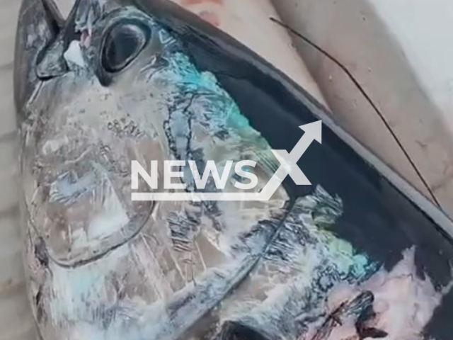 This image is a screen grab of the video supplied titled NewsX-SharksTuna-01.mp4: White sharks hijack tuna catches from local fishermen in Sakhalin, Khabarovsk Krai in Russia, on Thursday, July 31, 2025.(Clipzilla/NX)