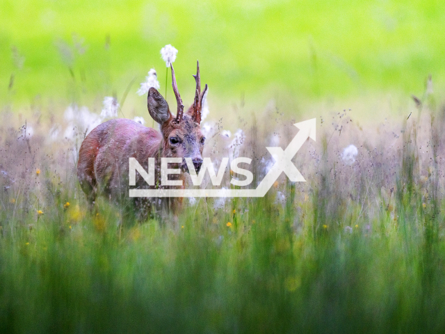 Roebuck enjoying spring on 29th May 2021 in Switzerland. Note: We have obtained permission for this photo (@levifitze/Newsflash)