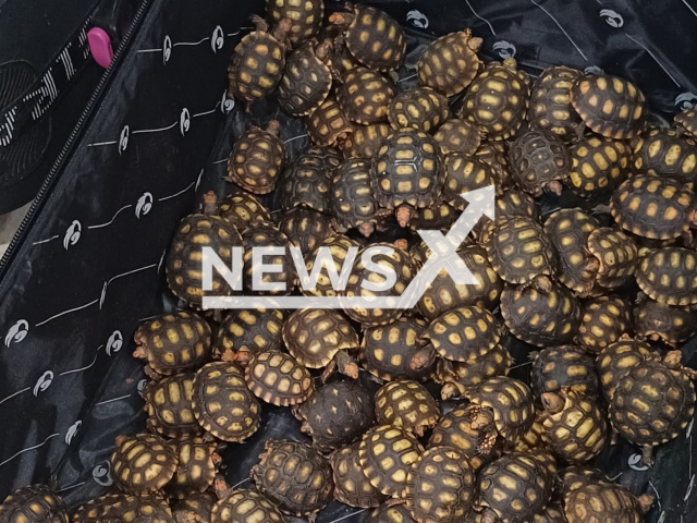 Federal Highway Police catches bus passenger with around 600 baby tortoises inside suitcases in Teresopolis, Brazil. Note: Police photo. (PRF/Newsflash/NX)