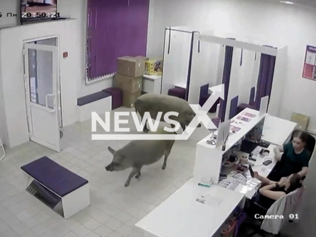This image is a screen grab of the video supplied titled NewsX-RoguePigs-01.mp4: CCTV shows pigs storming into a Moscow pick-up point, sending employees scrambling as one climbs onto the reception desk in fear in Moscow, Russia, on Monday, July 7, 2025.(Clipzilla/NX)