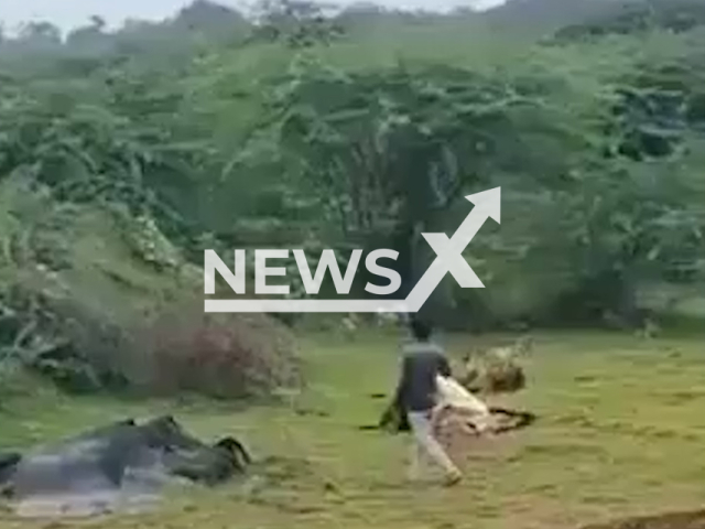 A man narroly escapes lion's attack in Bhavnagar, India, undated. He was taking photos with the animal. Note: Photo is a screenshot from a video. (Newsflash/NX)