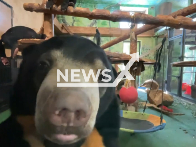 This image is a screen grab of the video supplied titled NewsX-CamBear-01.mp4: A sun bear playfully interacts through the glass while being recorded in Moscow Zoo, Russia on Saturday, July 26, 2025.(@svetlanaakulova1/Clipzilla/NX)