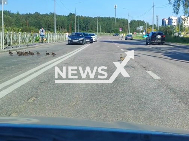 This image is a screen grab of the video supplied titled NewsX-DucksPause-01.mp4: Footage shows a family of over ten ducks calmly crossing the road, prompting three cars to stop in one lane and wait as the birds made their way across at Koltsevaya Street, Yanino-1, located east of Saint Petersburg, Russia, undated Footage shared on Telegram on Sunday, Aug 3, 2025.(Clipzilla/NX)
