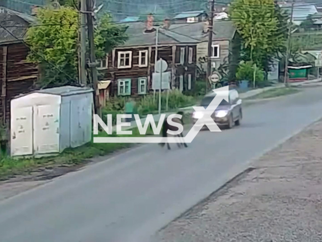 This image is a screen grab of the video supplied titled NewsX-HorseStruck-01.mp4: Footage shows a runaway horse suddenly running onto road and being hit by car in Kirensk, Irkutsk region, Russia on Monday, July 28, 2025.(Clipzilla/NX)
