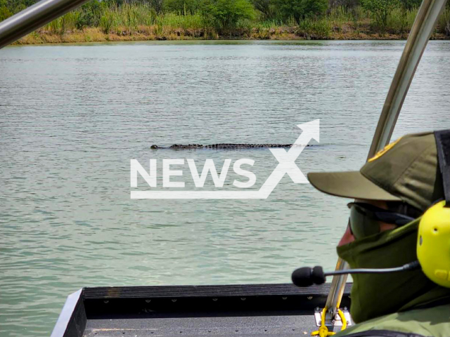 Huge crocodile captured in Rio Bravo in May 2022.
Note: Government photo(@USBorderPatrol/Newsflash).