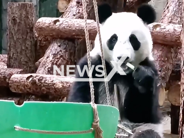 This image is a screen grab of the video supplied titled NewsX-PandaTeeth-01.mp4: The panda Katyusha enjoys eating bamboo in Moscow zoo, Russia on Tuesday, July 1, 2025.(@svetlanaakulova1/Clipzilla/NX)
