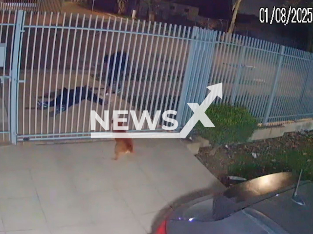This image is a screen grab of the video supplied titled NewsX-PhonRobers-01.mp4: CCTV shows collapsed man Infront of his home and having his cell phone stolen by an unknown passerby in Curitiba, Brazil on Wednesday, July 30, 2025.(Clipzilla/NX)