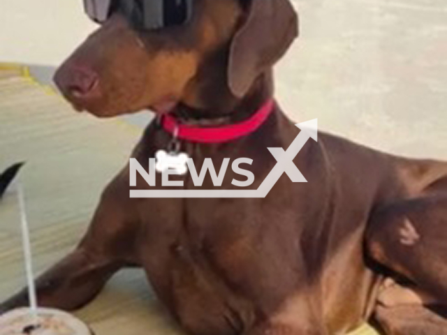 Picture shows dog Bono at the beach, undated. He was found on a farm in Quatro Barra, Brazil. Note: Private photo. (Jessica Pina/Newsflash/NX)