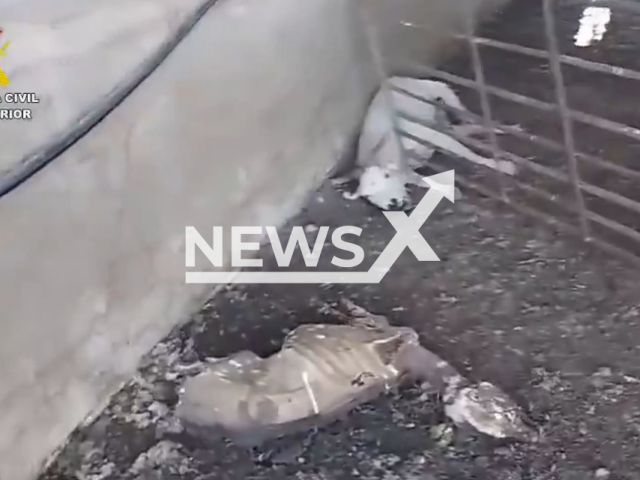 This image is a screen grab of the video supplied titled NewsX-HorFer-01.mp4: Footage shows animal carcasses in various states of decomposition, both inside and outside the farmyard in Mula, Region of Murcia, Spain, undated. The Civil Guard has arrested the manager of a livestock farm as the alleged perpetrator of a crime against animals and released the footage on Saturday, Aug 9, 2025.(Clipzilla/NX)