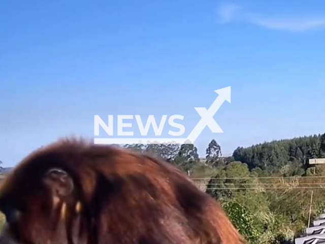 This image is a screen grab of the video supplied titled NewsX-WildForest-01.mp4: Animals use an overhead walkway to cross the highway in Rio Grande do Sul, Brazil, undated. Footage shared by Gaucho Highway Company on Thursday, Aug 7, 2025.(Clipzilla/NX)
