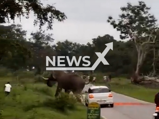 A wild elephant attacks a tourist at the Bandipur Tiger Reserve, Karnataka, India, undated. He was taken to hospital. Note: Photo is a screenshot from a video. (Newsflash/NX)