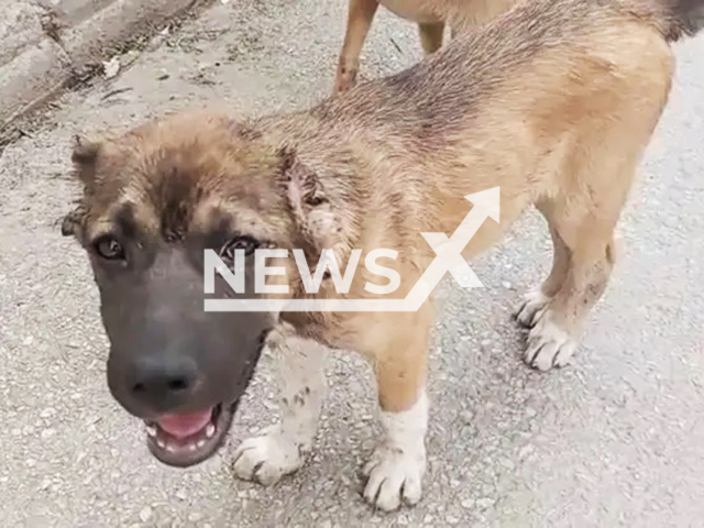 Picture shows the dog with ears cut in Gemlik district of Bursa in Turkey, undated. Police captured Dogukan Sayili. Note: Private photo. (Newsflash/NX)