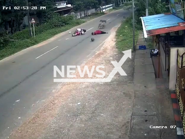 This image is a screen grab of the video supplied titled NewsX-BoarsCrash-01.mp4: CCTV shows a woman on a two-wheeler being severely injured when a herd of wild boars collided with her while crossing the road in Thiruvananthapuram, Kerala, India on Friday, August 8, 2025.(Clipzilla/NX)