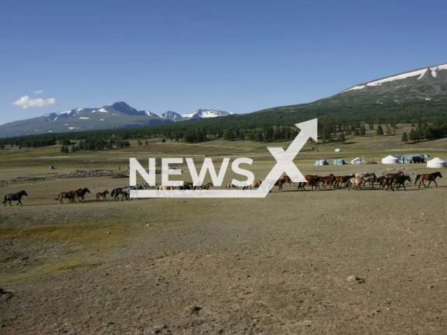 Horses and Gers near Khoton (Syrgal) Lake near the Altai Mountains of Mongolia. Note: This photo is from a press release. (Noost Bayarkhuu, University of Science and Technology of China/Newsflash)