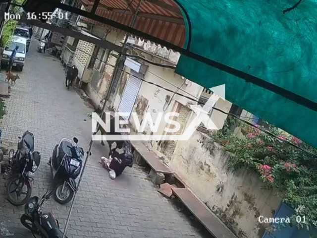 This image is a screen grab of the video supplied titled NewsX-StrayRoad-01.mp4: Footage shows a woman being violently rammed by a bull sending her flying four feet into the air in Kotwali police station area, Bharatpur, Rajasthan, India on Monday, Aug 11, 2025.(Clipzilla/NX)