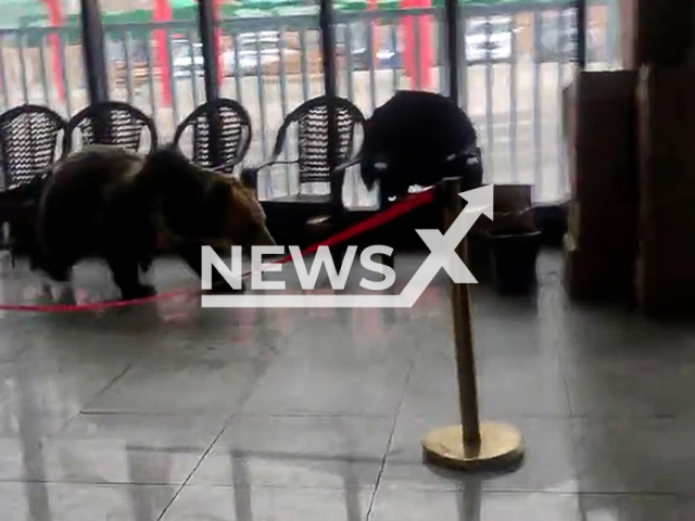 Men chase a Tibetan brown bear that entered restaurant in Nagqu City, Tibet in China, Aug. 8, 2025. Note: Photo is a screenshot from a video. (AsiaWire/NX)