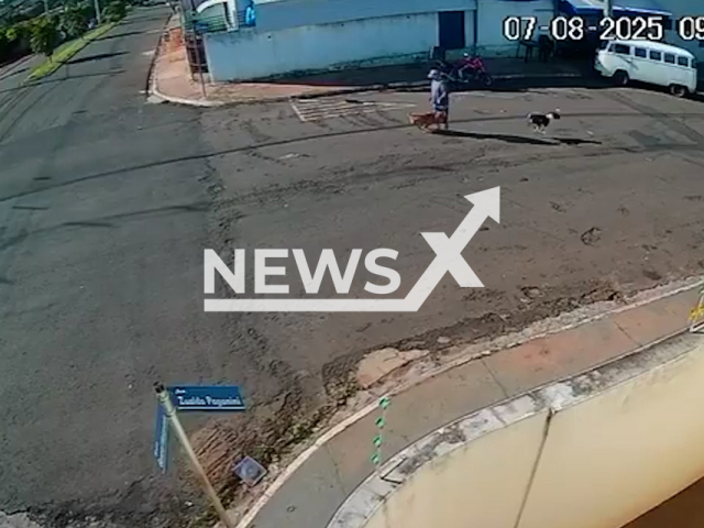 This image is a screen grab of the video supplied titled NewsX-DogHits-01.mp4: Footage shows a 72-year-old man being knocked down by a loose dog running free in Piacatu, Sao Paulo in Brazil on July 7, 2025.(Clipzilla/NX)