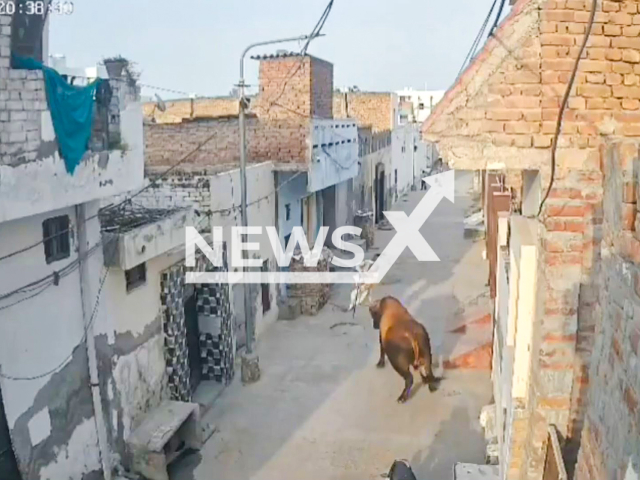 This image is a screen grab of the video supplied titled NewsX-BullSeventy-01.mp4: CCTV footage shows a stray bull tossing a 70-year-old man into the air and causing serious injuries in Fazilka, Punjab, India on Sunday, Aug. 10, 2025.(Clipzilla/NX)