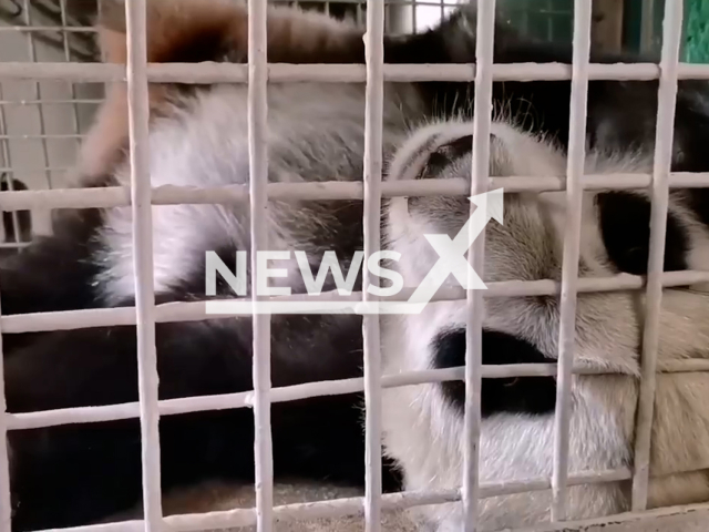 This image is a screen grab of the video supplied titled NewsX-PandaAd-01.mp4: Footage shows panda Katyusha enjoys being in front the camera up close and personal in the Moscow zoo, Russia on Wednesday, Aug 13, 2025.(@svetlanaakulova1/Clipzilla/NX)