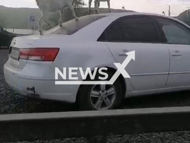 This image is a screen grab of the video supplied titled NewsX-GoatsPlay-01.mp4: Footage shows two mating goats on the roof of a Hyundai Sonata in Bodaybo, Irkutsk Oblast, Russia on Monday, Aug 11, 2025.(Clipzilla/NX)