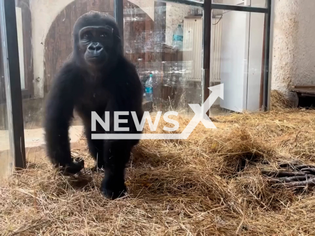 Picture shows the baby gorilla caught at Istanbul Airport, Turkey, undated. It was named 'Olive'. Note: Photo is a screenshot from a video. (@milliparklar/Newsflash/NX)