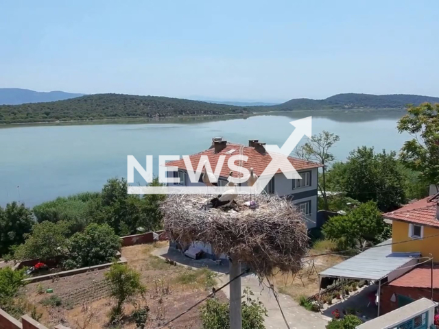 Video shows stork Yaren's chicks, undated. They are on their migration journey. Note: Photo is a screenshot from a video(@milliparklar/Newsflash/NX)