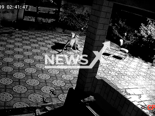 A leopard attacks a pet dog in Kanker district,  Chhattisgarh, India, on Aug.19,2025. The farmer's family found out about the incident the following morning. Note: Photo is a screenshot from a video. (Newsflash/NX)