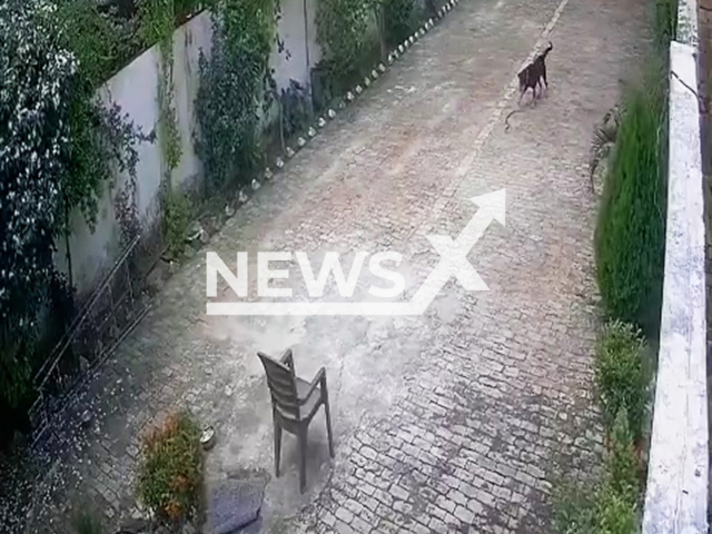 This image is a screen grab of the video supplied titled NewsX-PetCobra-01.mp4: A brave dog kills a snake in Ayodhya, India, on Aug.19,2025.