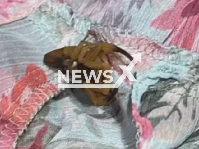 Picture shows the scorpion, undated. A 20-year-old woman who was stung by a scorpion during a clothing fitting at a shopping mall in Guara, Brazil, on Aug.20,2025. Note: Private photo. (Newsflash/NX)