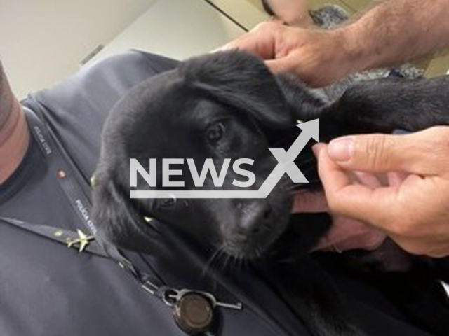 Picture shows the abandoned dog, undated. Man was arrested for leaving it at airport in Florianopolis, Brazil. Note: Police photo. (@pcdf_oficial/Newsflash/NX)
