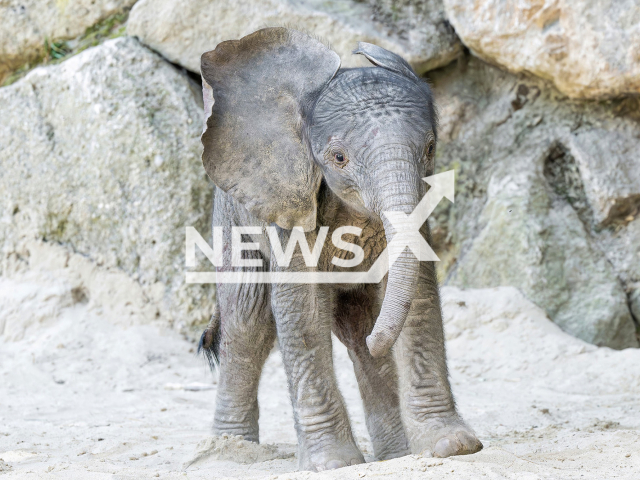 Picture shows the elephant calf born in Schoenbrunn Zoo, Vienna, Austria, undated. After more than 20 years, this is the first calf to be conceived naturally at the zoo. Note: Licensed photo. (Daniel Zupanc/Newsflash/NX)