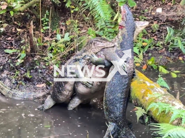 Three monitor lizards fight for dominance at Sungei Buloh Wetland Reserve in Singapore, Aug. 16, 2025. One sustained a deep laceration on its neck. Note: Photo is a screenshot from a video(Hemanth Kumar/Newsflash/NX)