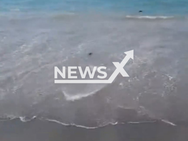 Video shows the dead rats that appeared on the Torrione beach in Salerno, Italy, undated. Note: Photo is a screenshot from a video(Newsflash/NX)