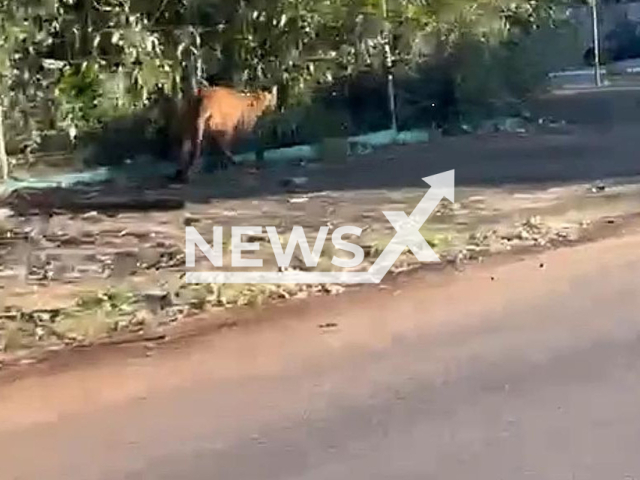 This image is a screen grab of the video supplied titled NewsX-PumCol-01.mp4: CCTV shows puma running through the hallways of the Association of Parents and Friends of the Exceptional building in Cascavel, Parana in Brazil on Monday, Aug 18, 2025.(Clipzilla/NX)