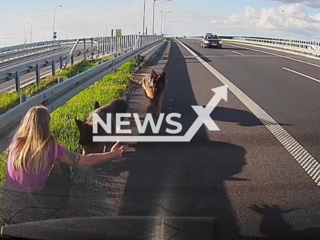This image is a screen grab of the video supplied titled NewsX-MotorwayDogs-01.mp4: Footage shows off duty police officer Oliwia Zyg rescuing two German shepherds wandering along the S5 expressway near Poznan, Poland, undated. Polish Police released the footage on Sunday, Aug 24, 2025.(Clipzilla/NX)