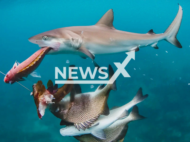 A shark was spotted trying to eat the fish caught by a diver in Fernando de Noronha, Brazil on 4th May 2022. Note: We have obtained permission for this photo (@rafa.mesquita/Newsflash)