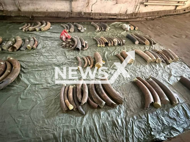 Russian customs seized 939 kg of mammoth tusk fragments that two smugglers attempted to smuggle into China in Blagoveshchensk, Amur Oblast, Russia on Friday, Aug 15, 2025.
Note: Customs photo.
(Clipzilla/NX)