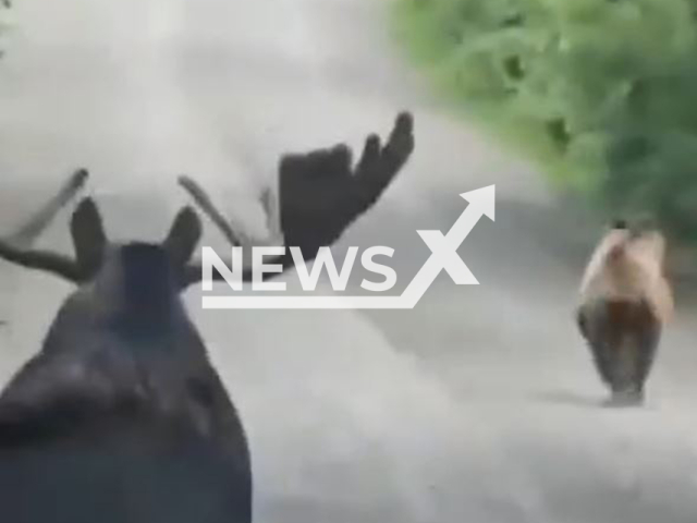 This image is a screen grab of the video supplied titled NewsX-ChaseAni-01.mp4: Footage shows moose and bear racing in the forest in Kamchatka, Russia undated. Footage shared on Vkontakte on Monday, Aug 18, 2025.(Clipzilla/NX)