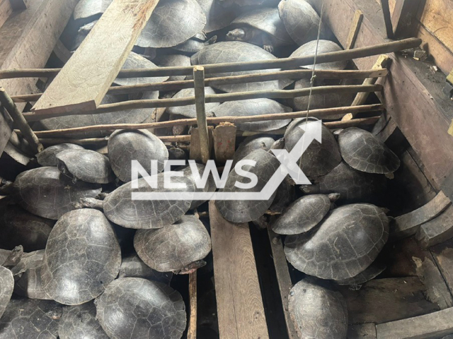 Photo shows sized turtles, from a 24-year-old man attempting to smuggle them in Canutama, Brazil, on Monday, Aug 25, 2025.
Note: Police photo.
(Clipzilla/NX)