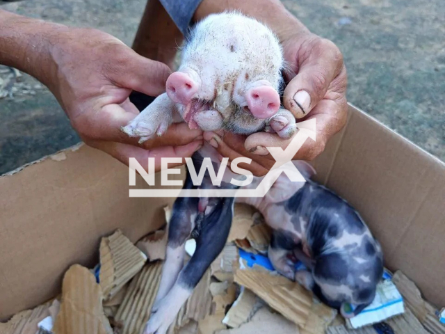 Picture shows the pig born with two snouts in Tiquarucu, Feira de Santana in Brazil, Aug. 26, 2025. The animal did not survive. Note: Private photo. (Newsflash/NX)
