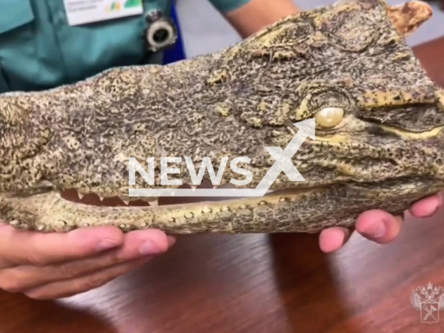 This image is a screen grab of the video supplied titled NewsX-CrocGolden-01.mp4: Russian customs officers seized a dried head of a saltwater crocodile in the suitcase of a Russian who had arrived from Vietnam at Khabarovsk customs, Russia on Tuesday, Aug 26, 2026.(Clipzilla/NX)